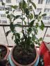 花翁海棠花盆栽树苗重瓣长寿冠盆景老桩庭院阳台绿植室内花卉源头直发 实拍图