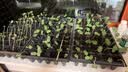 寿禾黄秋葵种子苗秋季家庭盆栽种植菜种籽 潍丰卡里巴2号秋葵种子12g 实拍图