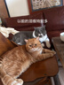 instinct天然百利猫粮进口无谷鸡肉幼猫成猫全猫通用粮11磅/5kg【27.5】 实拍图