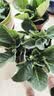 重瓣大岩桐盆栽带花苞富贵芙蓉花阳台客厅办公室绿植开花好养易活 4盆4色 晒单实拍图