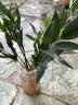 驱蚊竹柏水培植物大棵室内水养绿植花卉盆栽办公室桌面驱蚊草好养 精选竹柏10棵+肥料 实拍图