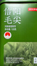 京东京造鲜来多26新茶信阳毛尖绿茶250g明前茶叶栗香嫩芽送礼盒自己喝自营 实拍图