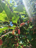 VICTORIATOURIST跑步短裤男运动内衬三分田径裤夏季专业马拉松速干二合一健身裤 实拍图