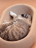 皇家室内成猫粮 I27 通用粮 12月以上 2KG【皇家预售付定金享优惠】 实拍图
