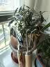 史丹利不锈钢小铲子花铲挖沙耙子园艺工具松土赶海沙滩玩具种菜养花套装 实拍图