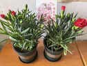 沭之美康乃馨盆栽母亲节礼物观花植物  康乃馨红色+0.5加仑盆 源头直发 实拍图