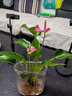 红掌盆栽白粉掌一帆风顺带花特大号花卉室内客厅面水培植物好养 约30cm粉掌-U型玻璃 带盆栽好 实拍图