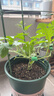 九千谷植物攀爬支架包钢管花盆爬藤花架蔷薇月季葡萄固定架子120cm4658 实拍图