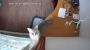 普联（TP-LINK）摄像头家用监控器 室内高清无线智能网络摄像机 360°度全景旋转云台手机APP远程查看双向语音对讲 【单镜头丨单画面】300万高清版 官方标配无卡【30天云存储体验包】 4mm 实拍图