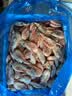 禧美海产加拿大北极甜虾净重3斤/盒 90/120规格 熟冻  MSC认证 轻食海鲜 实拍图
