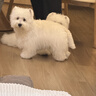 麦富迪狗粮 藻趣儿狗粮幼犬粮牛肉螺旋藻 呵护肠胃2.5kg 实拍图