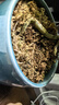 史丹利特级干水苔150g 蝴蝶兰专用营养土兰花文心兰干苔藓爬宠乌龟垫材 实拍图