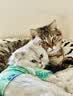 京东京造 浓汤红肉猫罐头金枪鱼混合味85克*24罐 猫零食湿粮补水鱼肉罐 实拍图