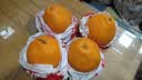 京鲜生 春见耙耙柑 净重5斤 单果150g起 生鲜柑橘桔子水果礼盒 实拍图