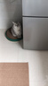 宠幸豆腐猫砂细砂快速结团除臭可溶可冲厕所猫沙猫咪用品低尘 绿茶豆腐猫砂2.5kg*8 实拍图