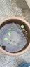 盆生花道水培花盆陶瓷水仙花睡莲碗莲铜钱草无孔水养专用花盆清仓 大号荷叶尖尖莲花水培盆+托盘 无规格 实拍图