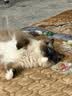 欢宠网猫玩具猫咪磨牙棒逗猫棒猫薄荷自嗨解闷耐咬神器猫猫小猫幼猫宠物 实拍图