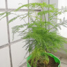 文竹盆栽绿植花卉盆景植物室内客厅水培文松云竹文竹大苗四季常青 文竹【1颗】原盆原土球发货 高度15-25cm 实拍图