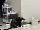 疯狂的主人猫草盆栽无土水培种植套装小麦种子天然猫草猫咪零食化毛去毛球 实拍图