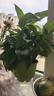 小冤家绿萝盆栽室内花卉绿植绿箩水养花卉盆景桌面办公客厅水培大叶绿色 精品180#绿萝1盆装【买2盆送1盆】 实拍图