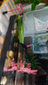 阔庭（KUOTING）鱼龟混养缸乌龟专用缸升降爬台家用客厅办公室生态造景过滤缸黑色 实拍图