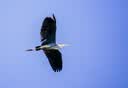 腾龙（Tamron）A069S 50-300mm F/4.5-6.3 Di III VC VXD防抖长焦大变焦人像风景索尼全幅微单镜头(索尼全幅E口) 实拍图