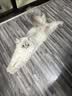 蓓恩 猫粮成猫幼猫全价主粮装英短全阶段天然粮10斤装 实拍图