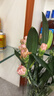 康乃馨百合鲜花混搭套餐云南鲜花直发居家插花母亲节送长辈花束 随机康乃馨20枝+随机百合5朵 实拍图