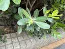 FitonTon10双船袜子男【不掉跟】夏季10A抗菌防臭防滑硅胶夏天薄款隐形袜 实拍图