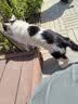 BNBNO猫梳子猫毛清理器宠物喷雾猫毛梳毛刷猫咪蒸汽按摩梳去浮毛免洗澡 实拍图