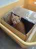 舒腾中华田园小猫咪活体田园猫宠物家养猫咪橘猫幼猫活体土猫狸花猫咪 田园级 橘猫 公（幼猫两个月左右） 实拍图