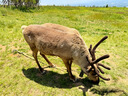 骑兵连（cavalry）自行车USB充电前灯强光手电筒 山地公路车喇叭铃铛LED灯骑行装备 实拍图