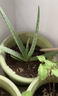 史丹利观叶绿植专用营养土室内盆栽植物通用型土壤盆景种绿植泥炭土10L 实拍图