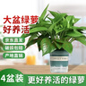京东绿植绿萝盆栽除甲醛花卉绿植办公室新房净化空气180加仑4盆装源头直 实拍图
