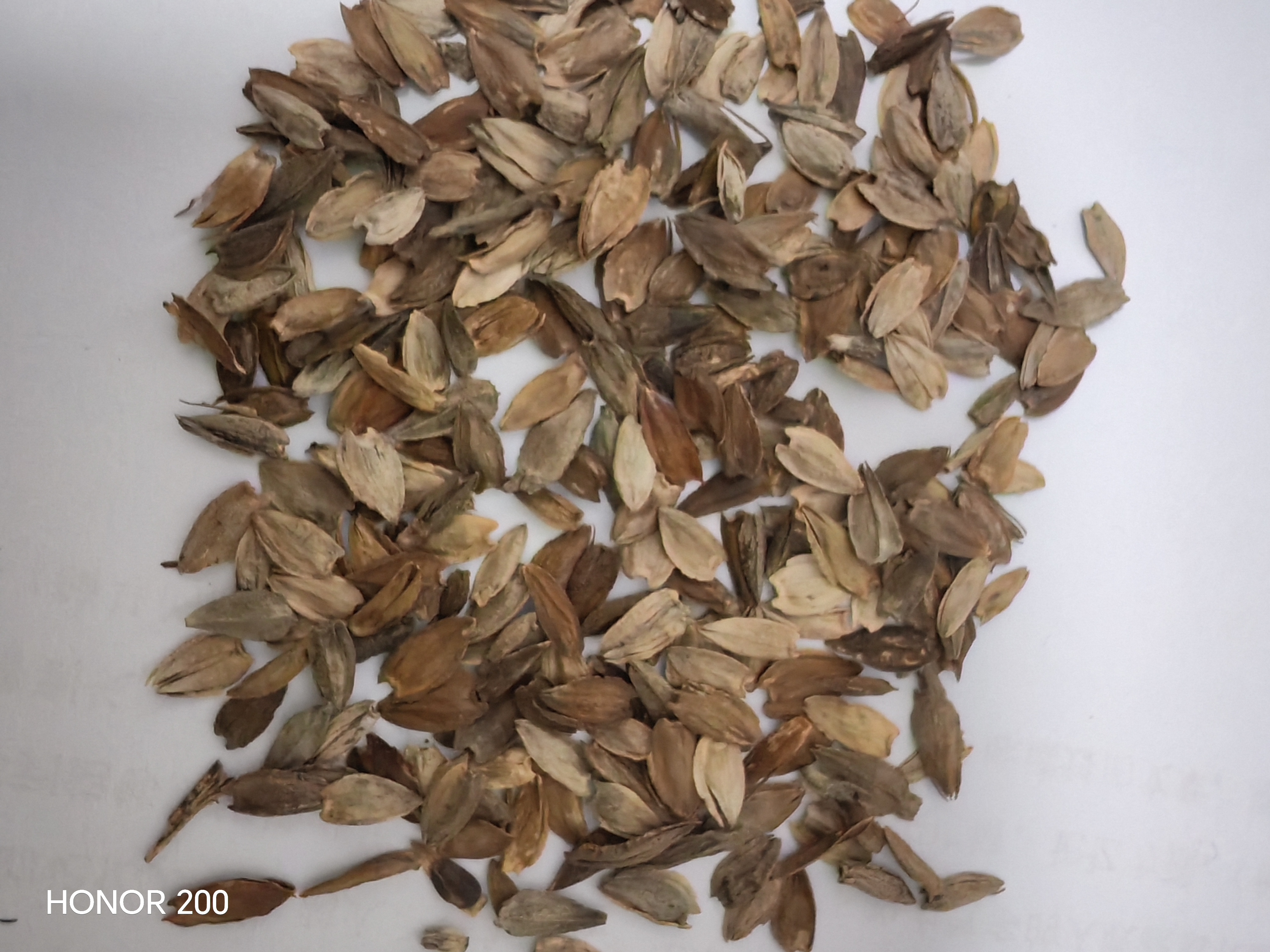 北蔬百日草花种子苗百日菊混色重瓣四季花籽 混色百日草种子约1000粒 实拍图