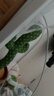 爱尚熊仙人掌会学说话玩具婴儿搞笑复读玩偶生日六一儿童节礼物男孩女孩 实拍图