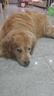 皇家狗粮 成犬狗粮 犬粮 宠物大型犬 GR26全价犬粮≥15月15KG 实拍图