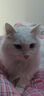 京东京造 冻干双拼全价猫粮10kg鱼肉味 全阶段成猫幼猫[新老包装随机发货] 实拍图