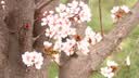 babycare&bct儿童毛绒玩具狗电子宠物哈基米玩偶节日生日新年礼物西高地犬 实拍图