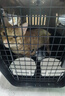 华元宠具（hoopet）猫咪航空箱宠物托运笼子狗狗旅行箱车载猫包便携外出国航标准版L 实拍图