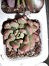 九千谷多肉植物花盆创意室内组合盆栽小绿植花盆（不含绿植）四格4696 实拍图
