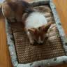 憨憨乐园狗窝夏季猫窝夏天垫子宠物凉席睡冰垫床泰迪大中小型犬用品藤编XL 实拍图