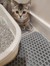 鲜朗主食猫条磷虾三文鱼油营养全价成猫幼猫湿粮无添加非零食补水湿粮 混合口味【12g/支】 12支【尝鲜装】 实拍图