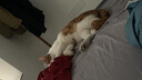 普安特宠物猫咪驱虫药驱虫体内体外驱幼成虫跳蚤犬虱非泼罗尼爱滴克套装 实拍图