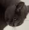 麦富迪营养森林猫粮 冻干双拼猫粮 成猫幼猫全价猫粮 【三文鱼冻干】成猫粮10kg 实拍图