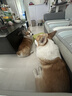 麦富迪狗狗零食 奢华营养鸭肉干1200g成幼犬磨牙训练奖励解馋宠物零食 实拍图