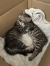 腆宠宠物航空箱小号 猫咪航空箱猫狗 猫包猫笼外出车载猫箱狗狗托运 实拍图