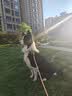 小红栗宠物吹水机智能宠物吹风机狗狗吹毛梳毛拉毛吹干大型犬洗护套装 实拍图