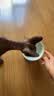 乐优派猫碗陶瓷狗碗猫食盆狗盆宠物碗猫粮碗高脚防打翻猫咪用品 渐变蓝 实拍图