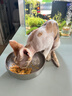 红狗 营养膏120g*3支 猫咪营养膏猫营养膏狗狗猫咪维生素狗狗维生素 实拍图
